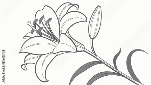 Elegant Lily Flower and Bud Line Art Illustration. Detailed Botanical Drawing with Stem and Leaves, Black and White Vector Style.