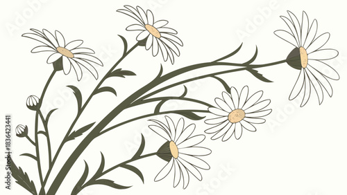 Elegant vector illustration of white daisies with yellow centers and green stems, forming a delicate floral cluster on a clean white background, pe...