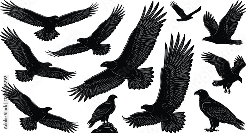 Detailed Eagle Silhouettes Set, Flying Bird of Prey Vector Wildlife Design Collection