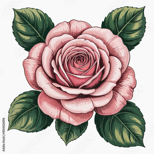 An intricate illustration of an elegant pink rose, complemented by lush green leaves, highlighting its beauty and detailed texture for floral enthusiasts and art lovers.