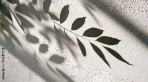 Botanical leaf shadow on a textured white wall. Nature pattern and organic shape background. Minimalist aesthetic for product display.