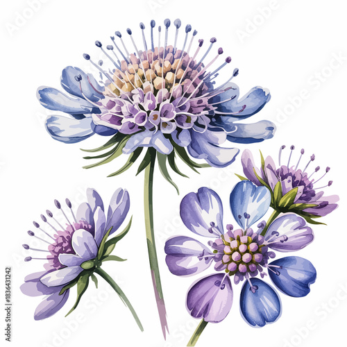 A beautifully illustrated composition of scabious flowers featuring delicate petals and lush greenery that highlights the beauty of nature in its most artistic form.