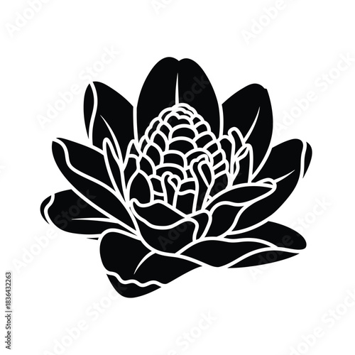 Black Silhouette of a Torch Ginger Flower tropical