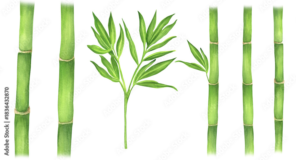 Obraz premium A bundle of green bamboo stems and leaves isolated. Chinese garden clipart. Bamboo tree elements. Hand-drawn watercolor illustration for Asian-themed design, packaging, postcards, scrapbooking