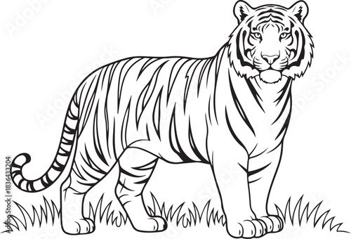 Black and white line drawing of a standing tiger in grass big cat feline