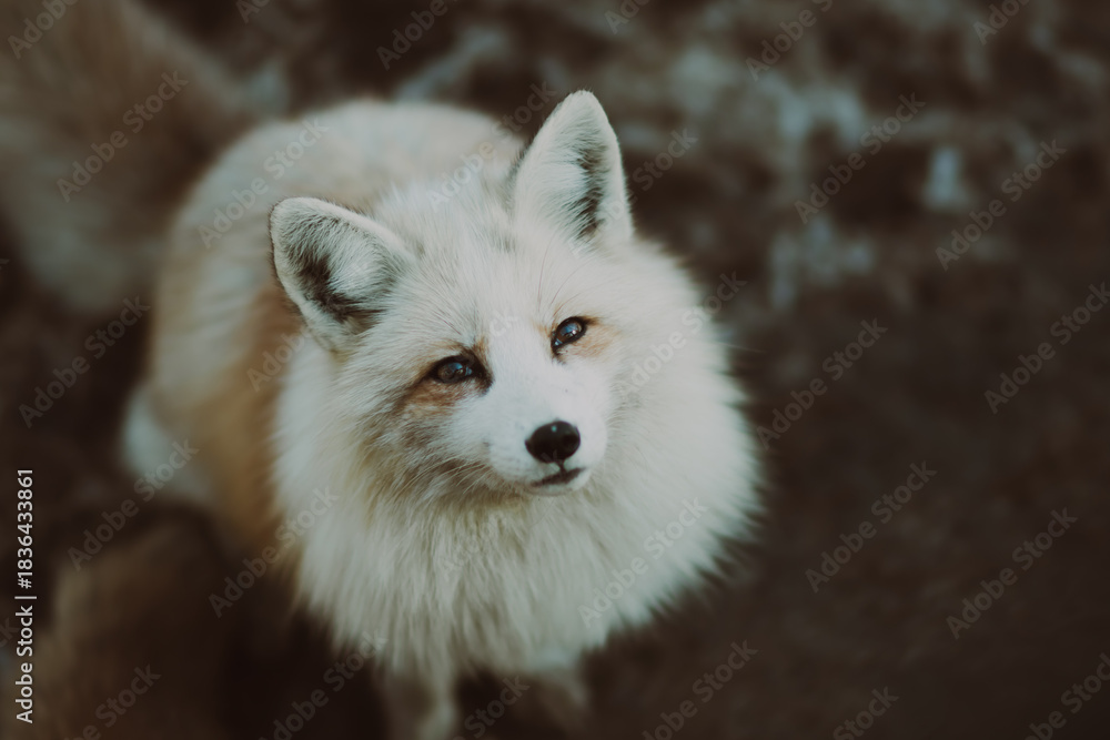 Obraz premium 宮城蔵王キツネ村のキツネ