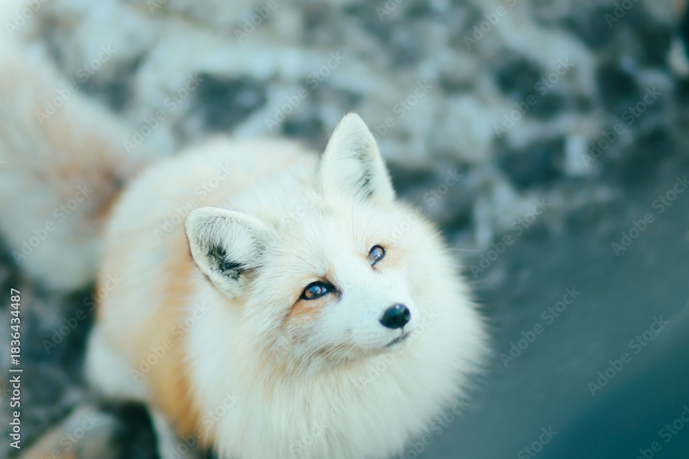 Fototapeta premium 宮城蔵王キツネ村のキツネ