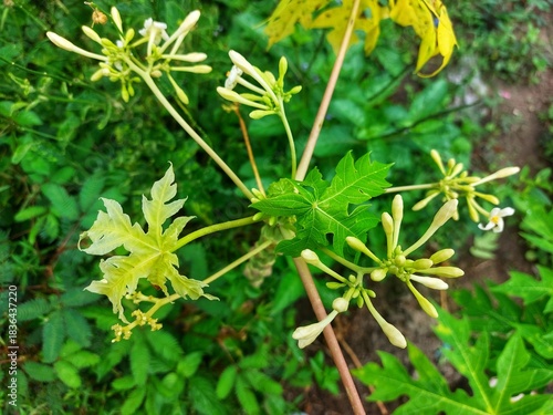 Young papaya tree with budding flowers in garden