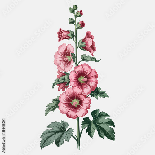 This beautiful illustration features pink hollyhocks blooming gracefully, showcasing their intricate design and the essence of nature's artistry in a captivating display.
