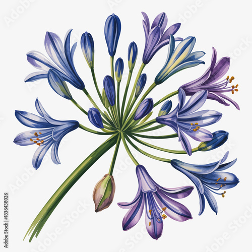 A stunning illustration of agapanthus flowers in various vibrant colors, showcasing the beauty of nature and the elegance of botanical artistry in a detailed design.