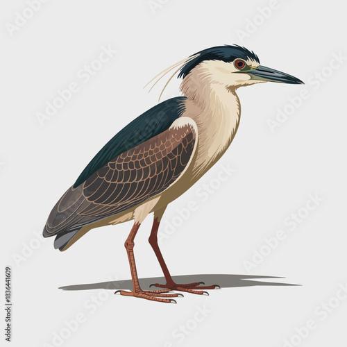 This captivating image showcases a detailed illustration of a Heron bird, highlighting its unique features and beauty in nature, perfect for nature enthusiasts.
