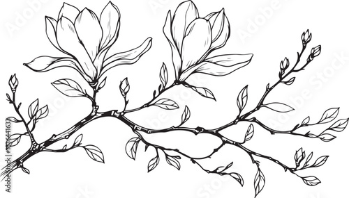 Black ink line drawing of a flowering magnolia branch with leaves and buds on a white background bloom