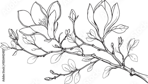 Delicate black ink drawing of a blooming magnolia branch with leaves and buds on a white background