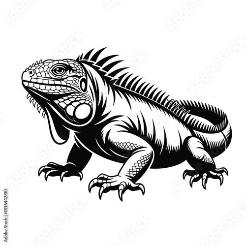 Detailed illustration of a black and white iguana on a white background