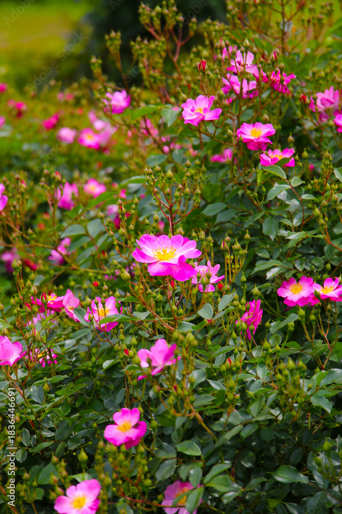 Fototapeta premium Beautiful roses blooming in a Japanese public garden.