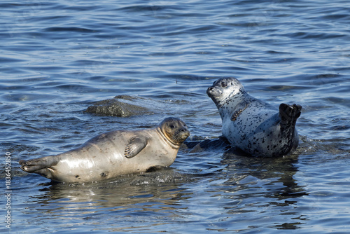 Seals