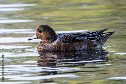 Eurasian widgeon