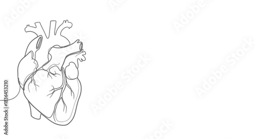 Minimalist outline drawing of a human heart with detailed arteries and veins on a white background