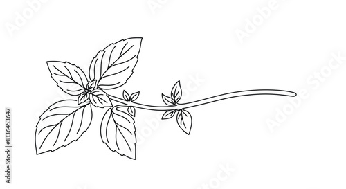 A simple black and white line drawing of a basil plant stem with leaves and a long tendril