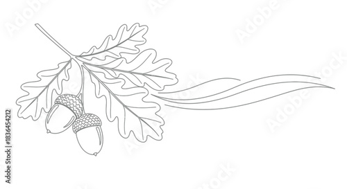 Elegant outline of oak leaves and acorns with flowing decorative lines