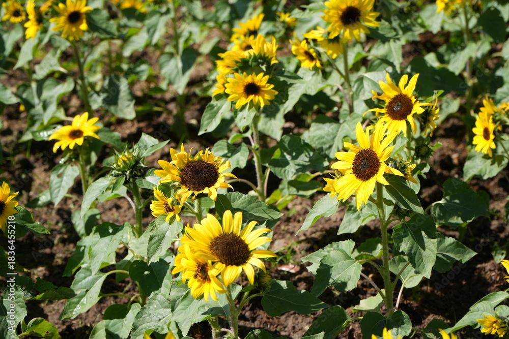 Obraz premium sunflower