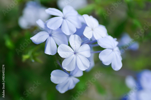 Cape leadwort, PLUMBAGINACEAE or Plumbago auriculata Lam or blue flower or purple flower