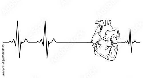 Stylized black and white line art illustration of a human heart integrated with an electrocardiogram heartbeat line on a white background