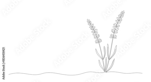 Minimalist single line drawing of two lavender sprigs with delicate leaves emerging from a wavy ground line against a white background