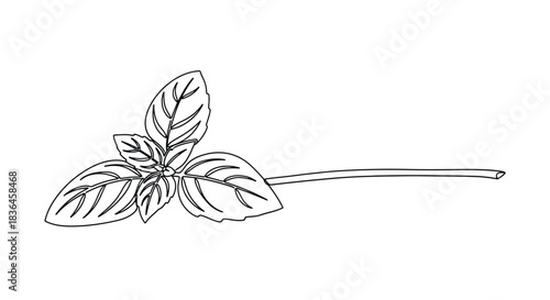 Simple black and white line drawing of a fresh basil sprig with detailed leaves and a long stem isolated on a white background