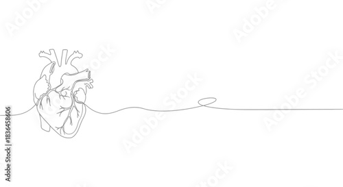Minimalist continuous line drawing of a human heart with a flowing line extending to the right on a white background