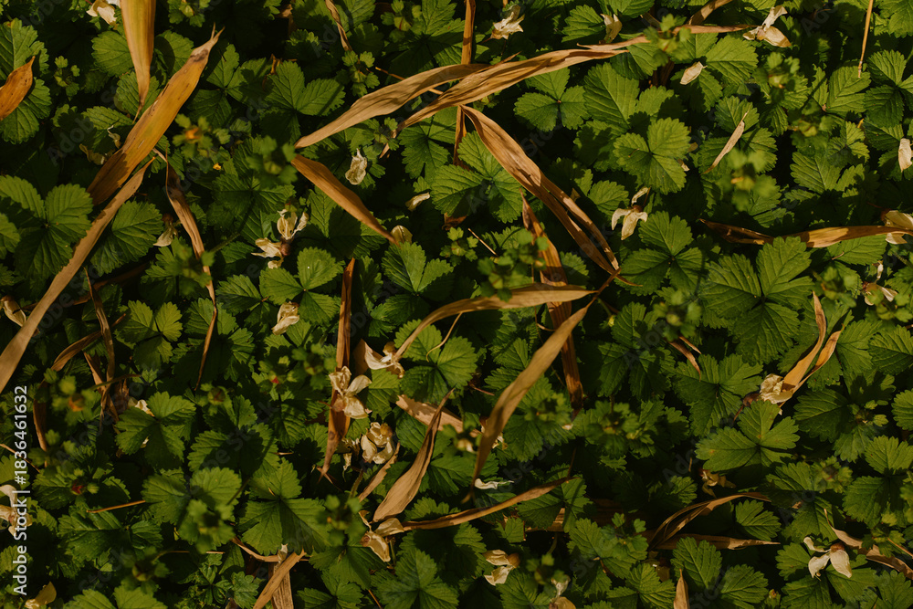 Obraz premium Leaves ground foliage green grass flowers closeup of dense low vegetation with small white blossoms and dried brown stems, natural texture and pattern in outdoor plant cover.