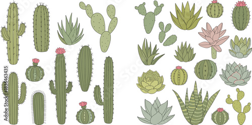 Cactus and succulent plants vector illustration set featuring desert botanical elements hand drawn style greenery collection