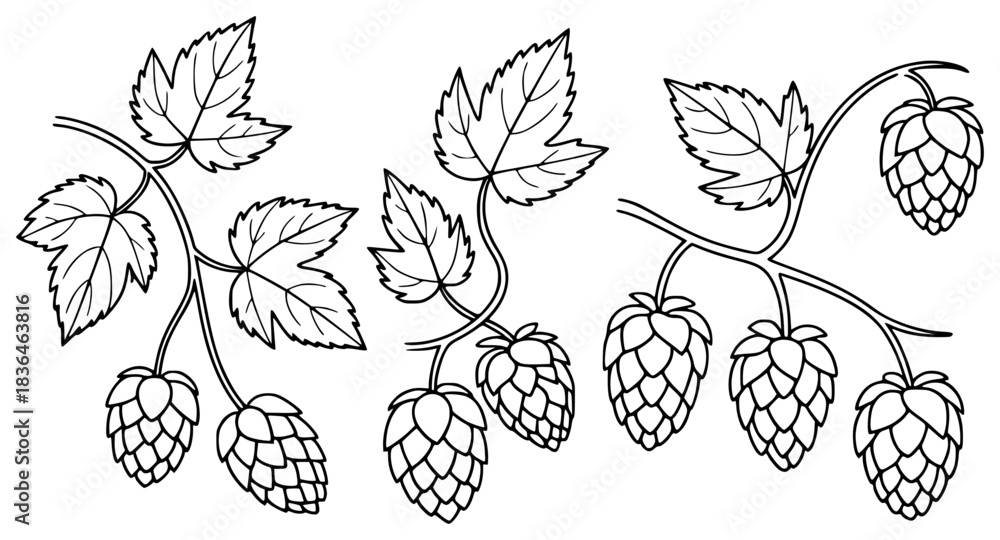 Fototapeta premium Black and White Illustration of Hops Branches with Leaves and Cones