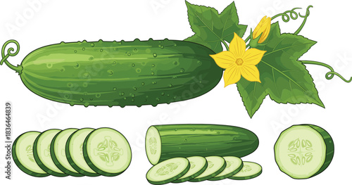 Fresh cucumber illustration with whole cucumber, yellow flower, leaves, and sliced pieces isolated on white background