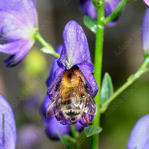 A bee on a purple monkshood flower
