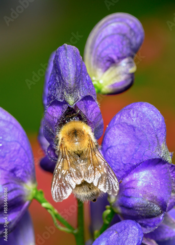 A bee on a purple monkshood flower