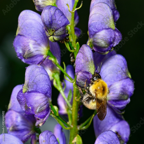 A bee on a purple monkshood flower