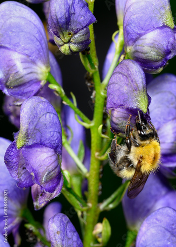 A bee on a purple monkshood flower