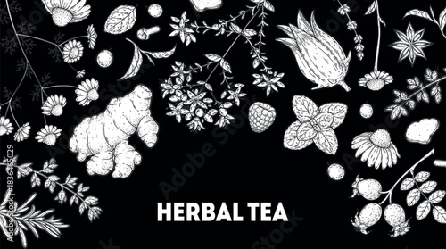 Herbal Tea vector drawing illustration. Herbal tea ingredients. Healthy food and drink . Vector drawing sketch collection. Engraved style.