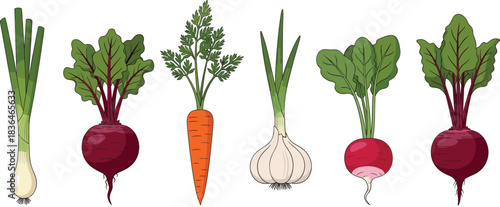 Fresh root vegetables illustration set with beet, carrot, garlic, radish, and green onions in flat style