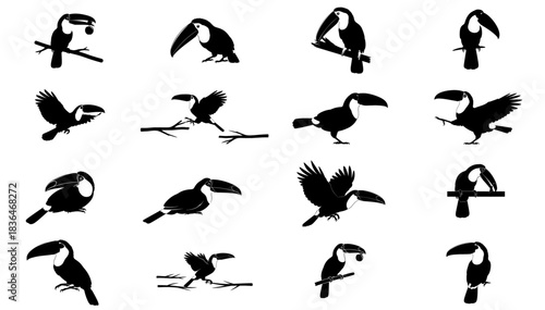 canopy cadence a graphic vocabulary of the toucans rhythmic existence set, isolated on transparent background