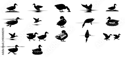 a waterfowls tale graphic icons of life, from nesting to flight set, isolated on transparent background