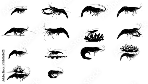 shadows of the shallows a graphic vocabulary of shrimp forms and behaviors set, isolated on transparent background