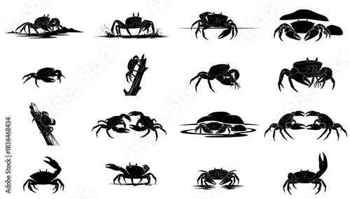 the littoral dance a graphic compendium of crustacean forms and coastal encounters set, isolated on transparent background