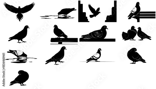 the citys familiar shadow a graphic vocabulary of everyday pigeon behavior set, isolated on transparent background