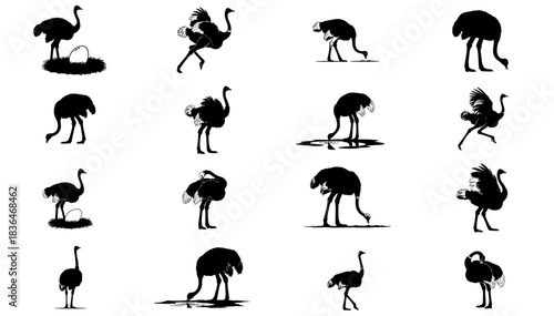 the flightless dancers repertoire a graphic set of ostrich character and motion, isolated on transparent background
