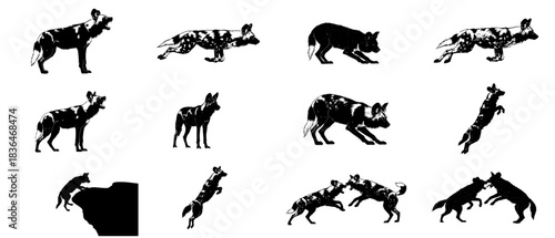 the painted wolf protocol a graphic study in cooperative hunting and survival set, isolated on transparent background