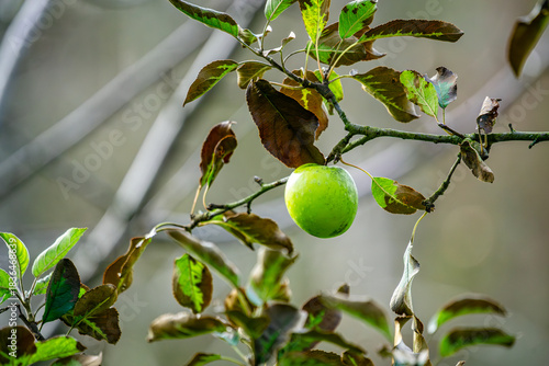 Der letzte Apfel hängt wie ein grüner Gedanke im Wind – standhaft, trotzig, beinahe frech. Zwischen Blättern, die schon ein wenig müde vom Jahr wirken, leuchtet er wie ein kleiner Planet in seinem eig