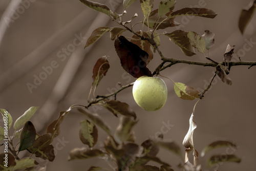 Der letzte Apfel hängt wie ein grüner Gedanke im Wind – standhaft, trotzig, beinahe frech. Zwischen Blättern, die schon ein wenig müde vom Jahr wirken, leuchtet er wie ein kleiner Planet in seinem eig