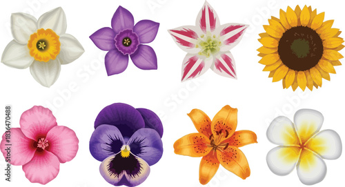 Collection of colorful spring and summer flowers on white background